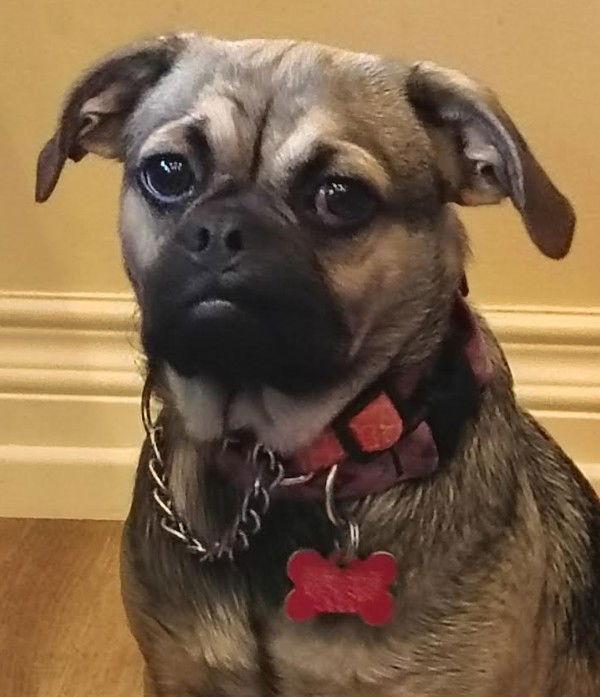 Enlarge Mocha, a Adoptable Pug in San Diego, CA image 3/3