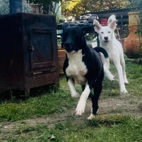 NADIA, a Adoptable Labrador Retriever in Auburn, WA image 1/6
