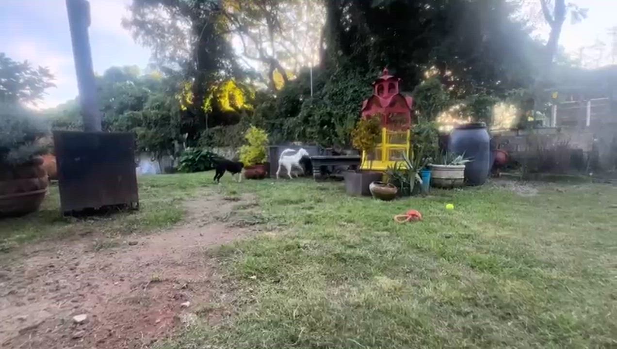 Enlarge NADIA, a Adoptable Labrador Retriever in Auburn, WA video 3/6