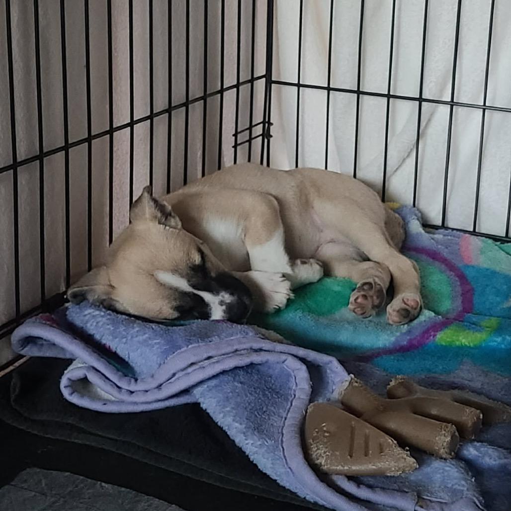 Everest, Adoptable, Puppy Female Black Mouth Cur & Husky.