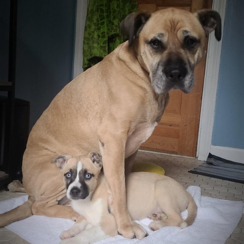 Enlarge Everest, a Adoptable mixed breed in Griswold, CT image 2/6