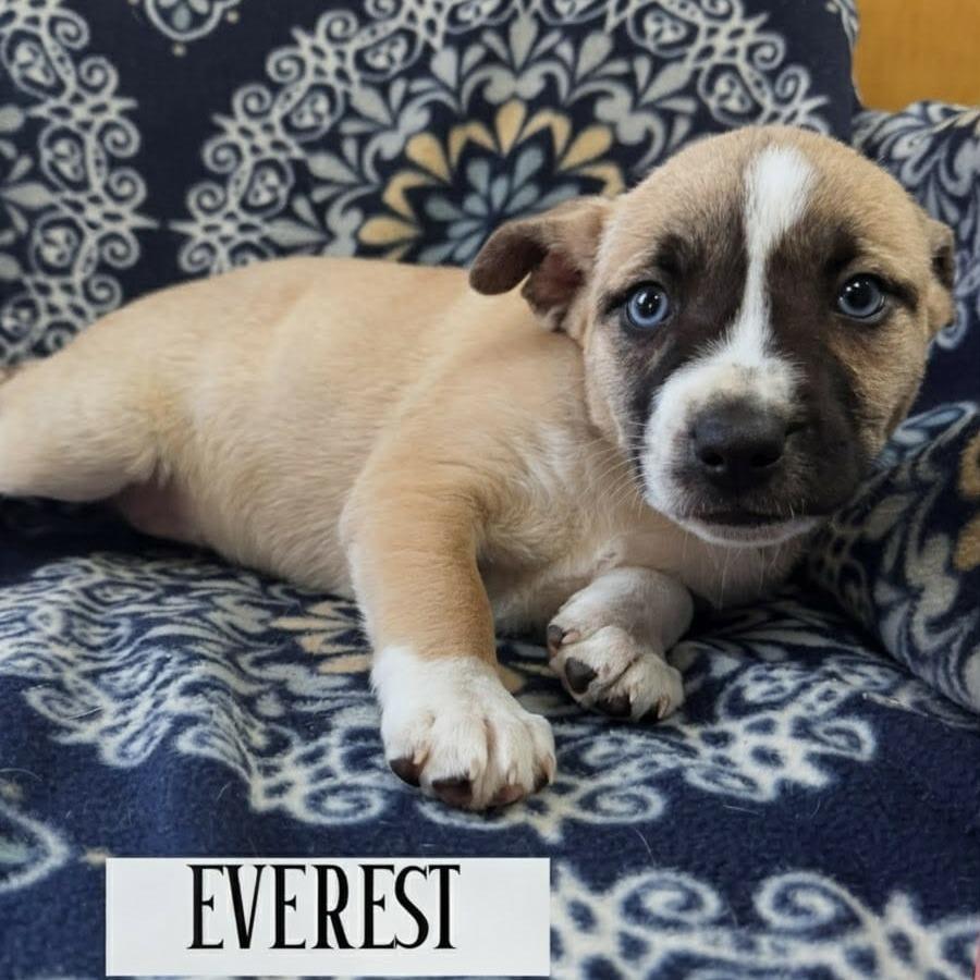 Enlarge Everest, a Adoptable mixed breed in Griswold, CT image 3/6