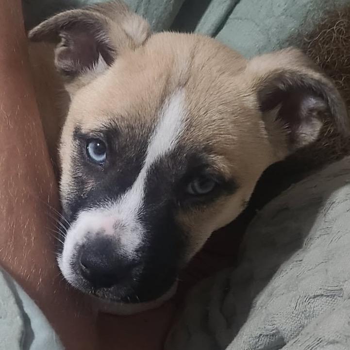 Enlarge Everest, a Adoptable mixed breed in Griswold, CT image 4/6