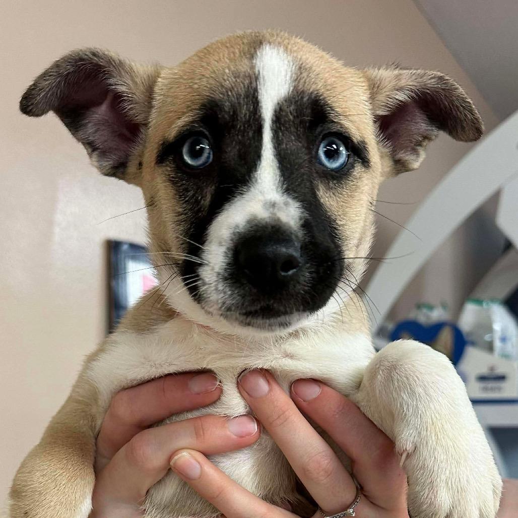 Enlarge Everest, a Adoptable mixed breed in Griswold, CT image 6/6