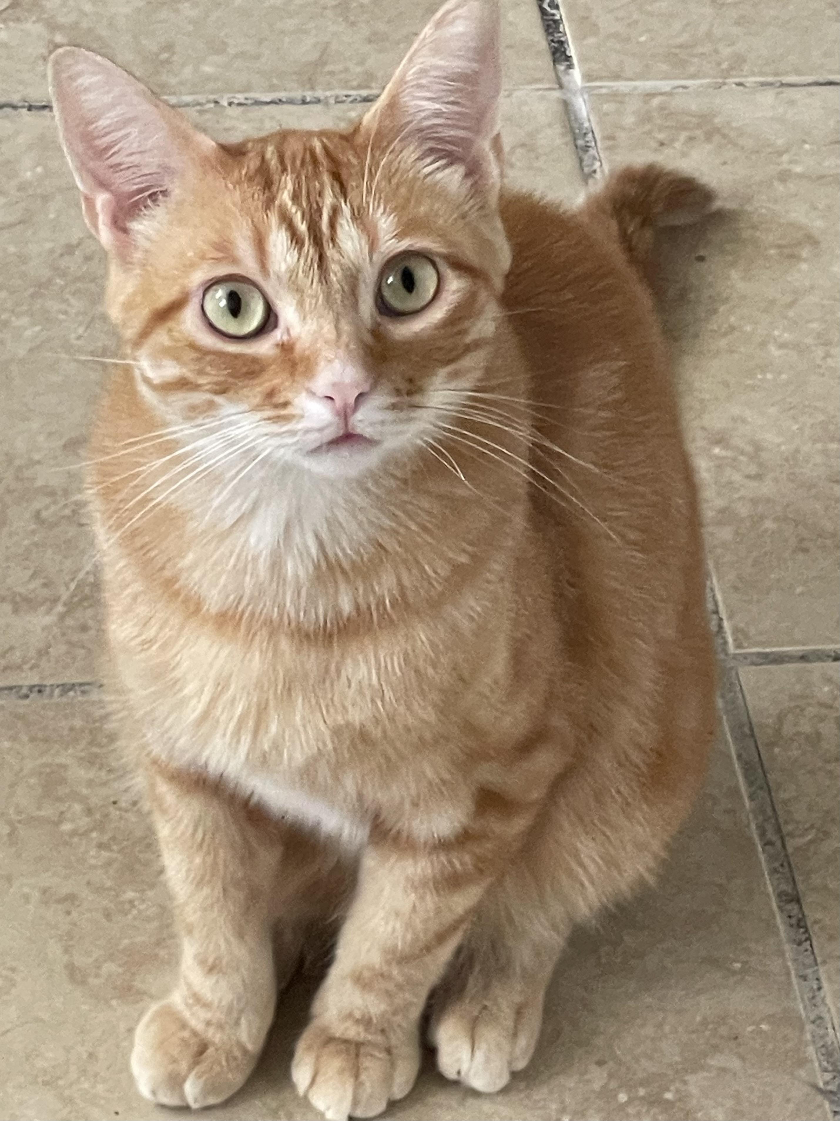 Enlarge Stan, an adoptable mixed breed in Lacon, IL image 1/3