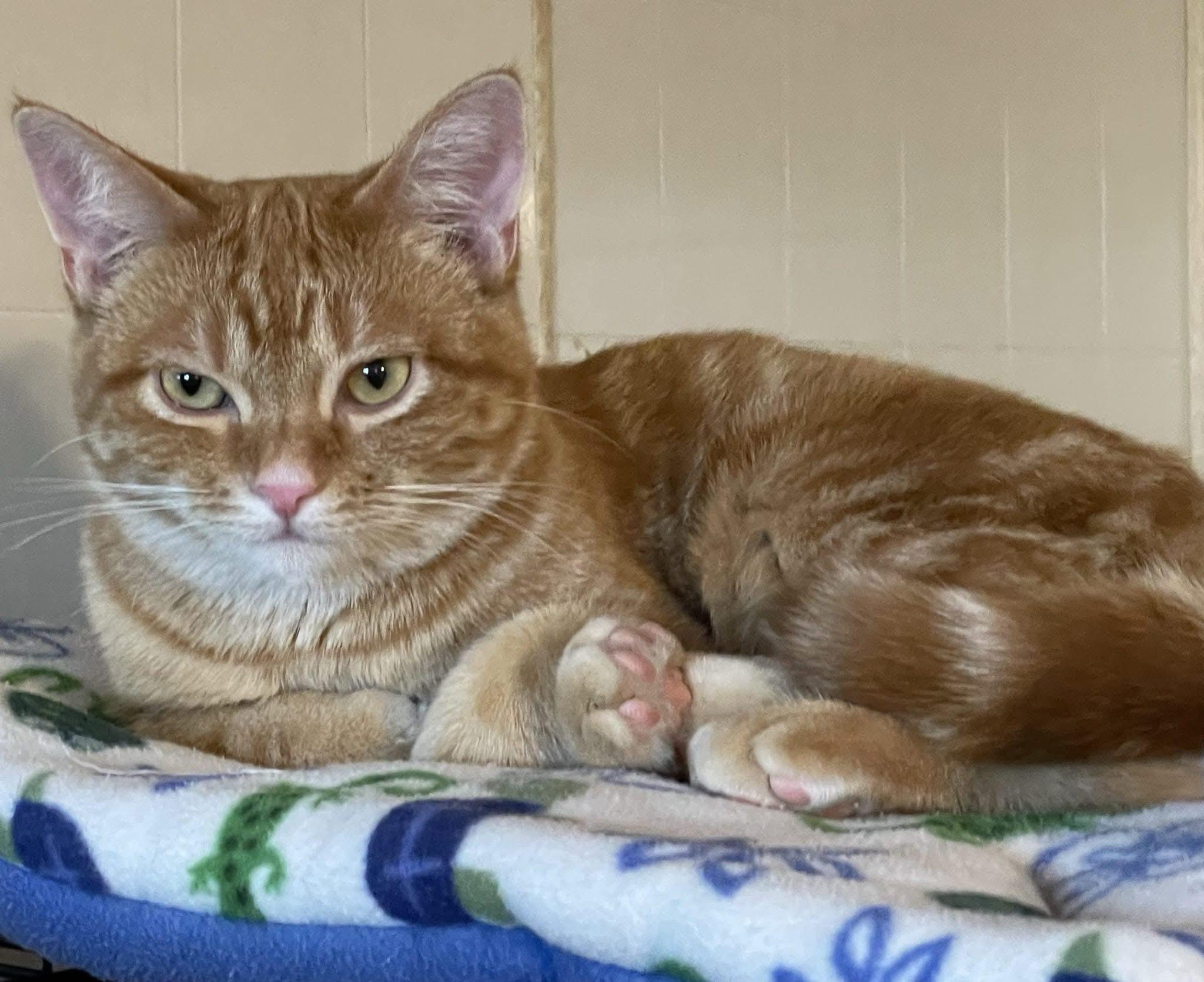 Enlarge Stan, an adoptable mixed breed in Lacon, IL image 2/3