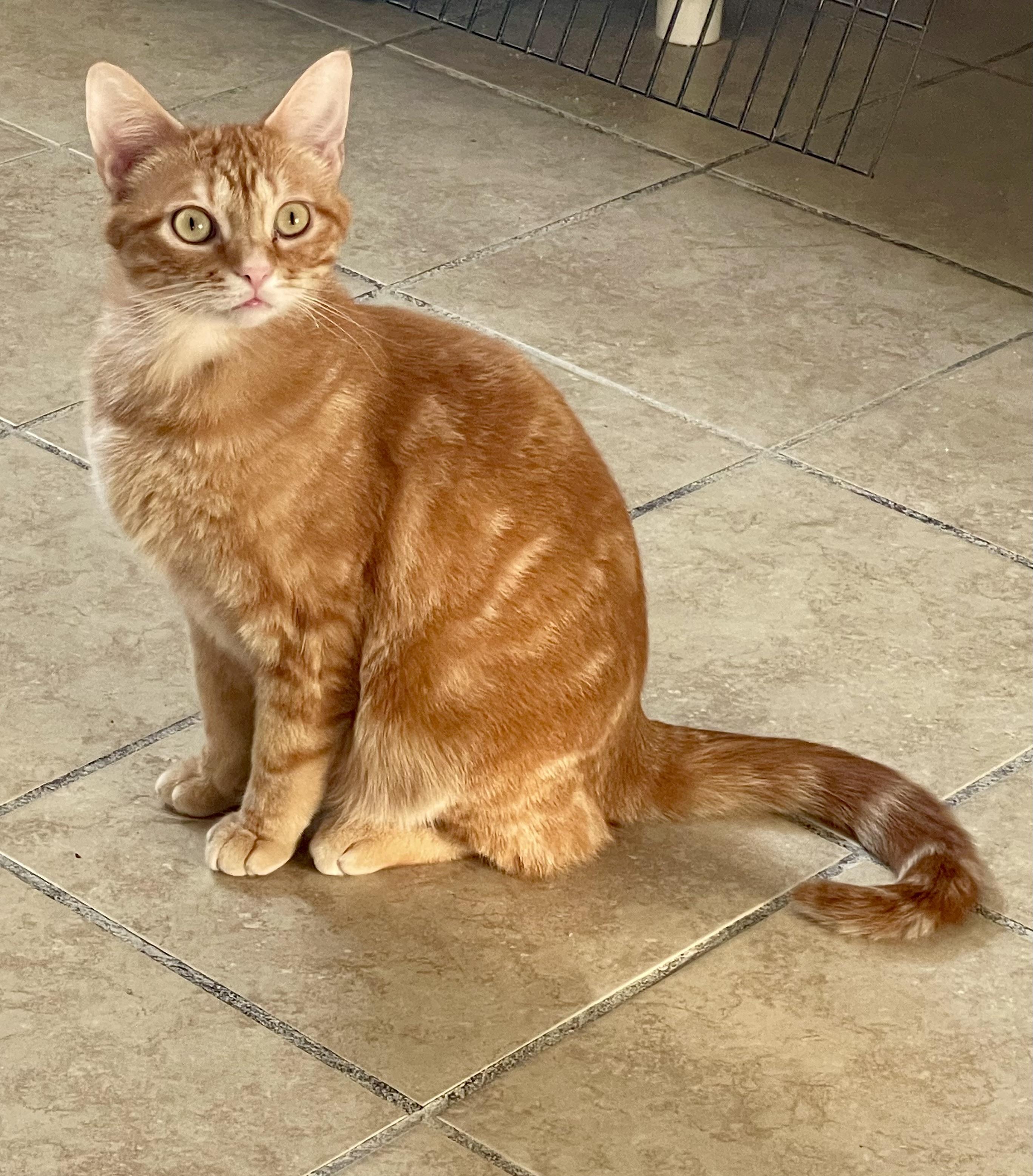 Enlarge Stan, an adoptable mixed breed in Lacon, IL image 3/3