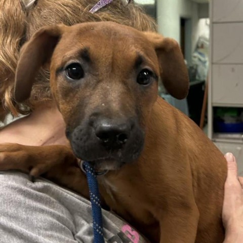Sugar, an adoptable Mixed Breed in Hinesville, GA, 31313 | Photo Image 5