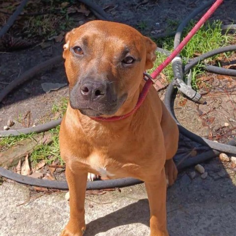 Sugar, an adoptable Mixed Breed in Hinesville, GA, 31313 | Photo Image 3