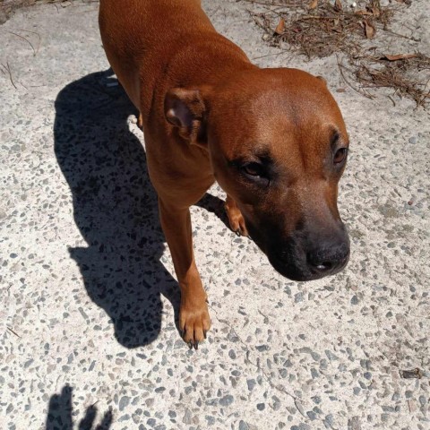 Sugar, an adoptable Mixed Breed in Hinesville, GA, 31313 | Photo Image 4
