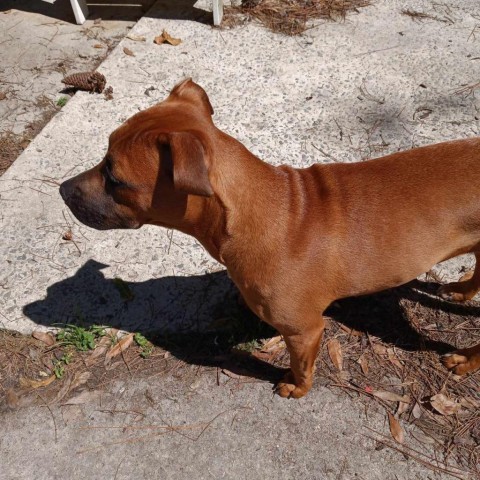 Sugar, an adoptable Mixed Breed in Hinesville, GA, 31313 | Photo Image 2