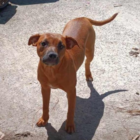 Sugar, an adoptable Mixed Breed in Hinesville, GA, 31313 | Photo Image 1