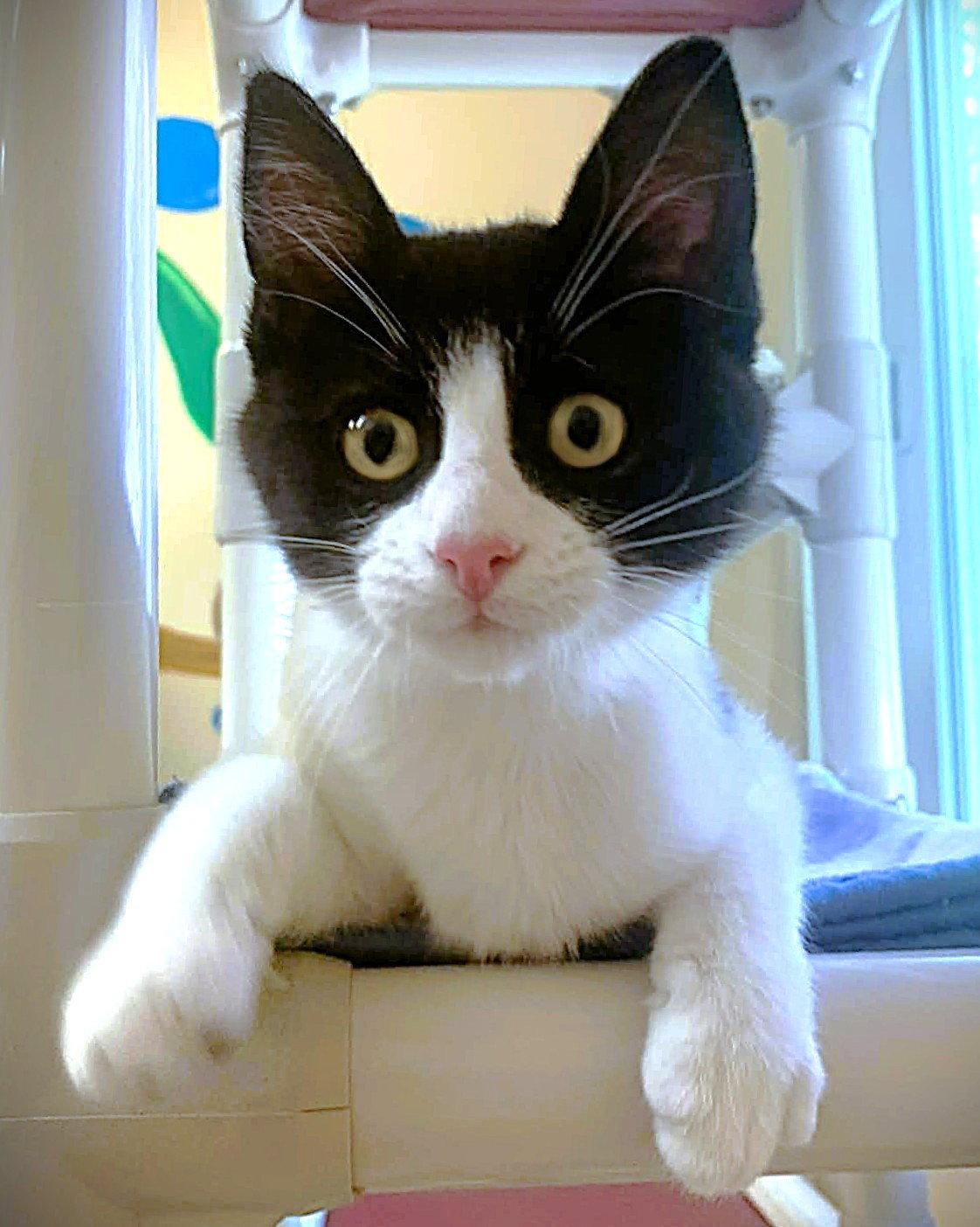 Enlarge Kitten Broccolini, a Adopted Domestic Short Hair in Seal Beach, CA image 1/3