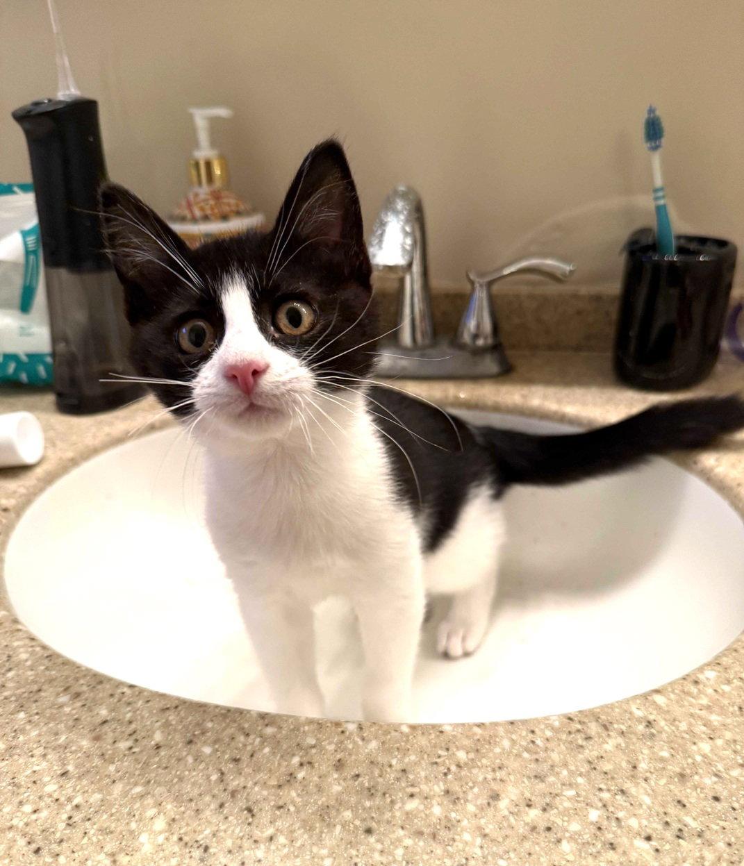 Enlarge Kitten Broccolini, a Adopted Domestic Short Hair in Seal Beach, CA image 2/3