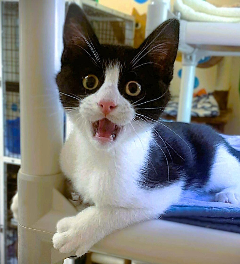 Enlarge Kitten Broccolini, a Adopted Domestic Short Hair in Seal Beach, CA image 3/3