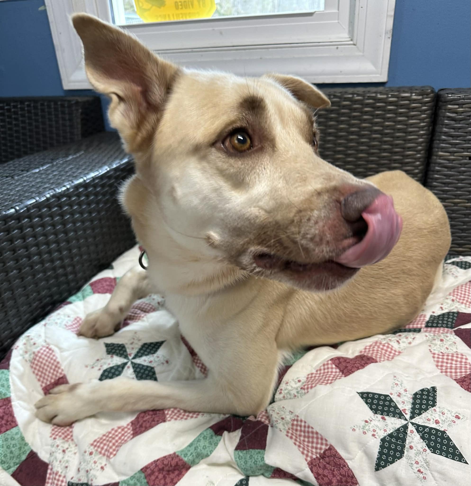 Enlarge Grits, a ADOPTABLE German Shepherd Dog in Sunderland, MD image 4/6