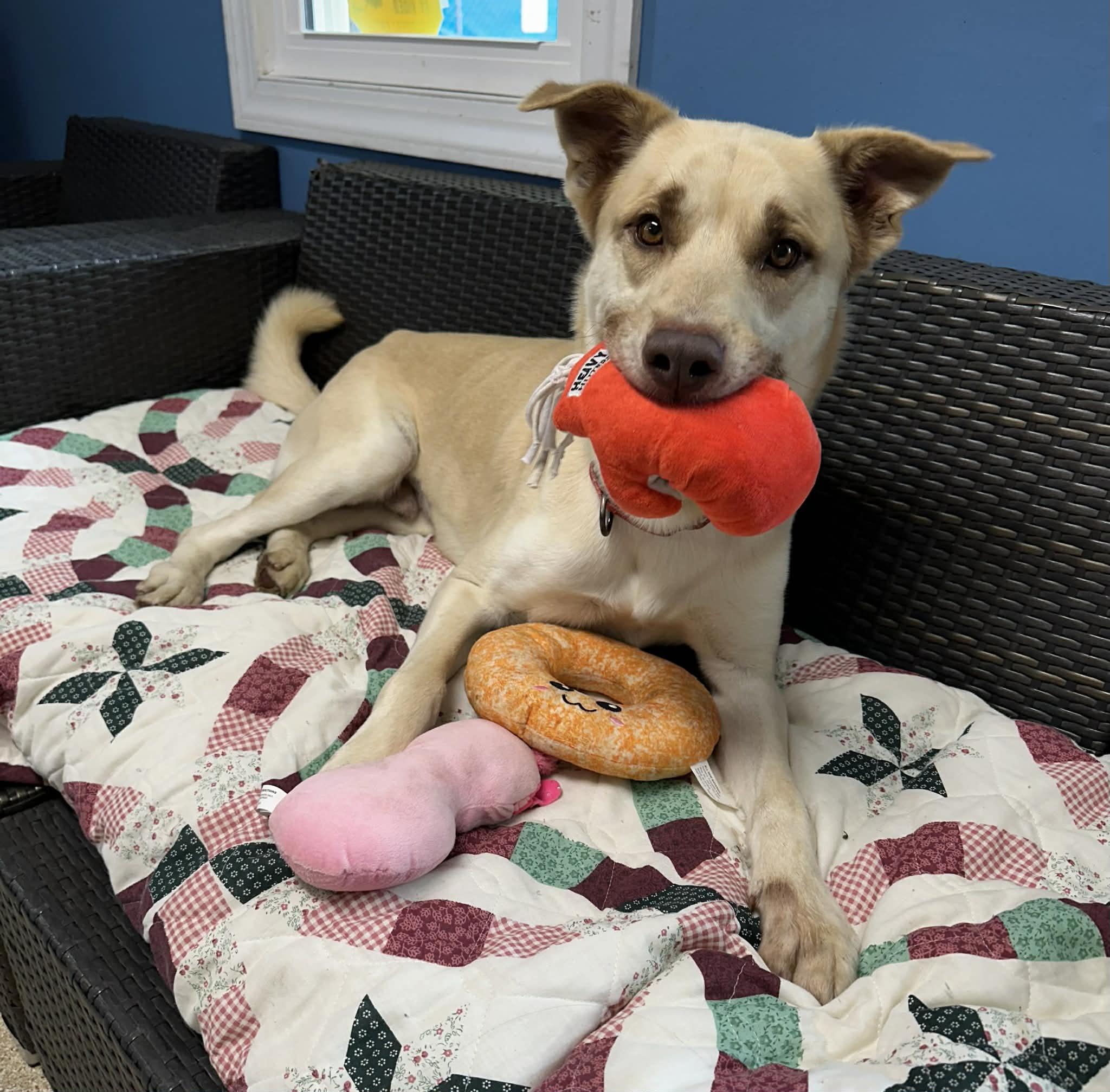 Enlarge Grits, a ADOPTABLE German Shepherd Dog in Sunderland, MD image 2/6