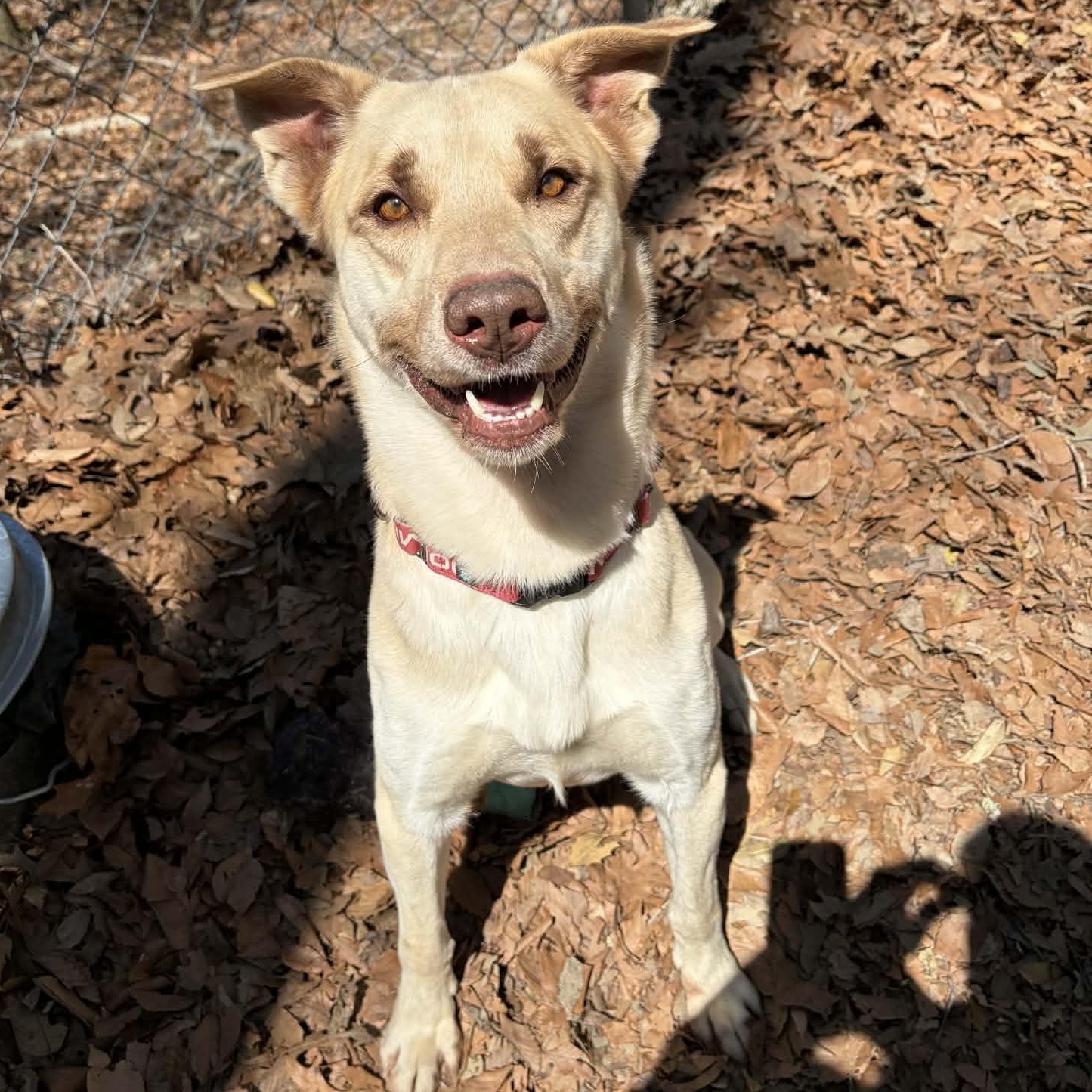 Enlarge Grits, a ADOPTABLE German Shepherd Dog in Sunderland, MD image 1/6