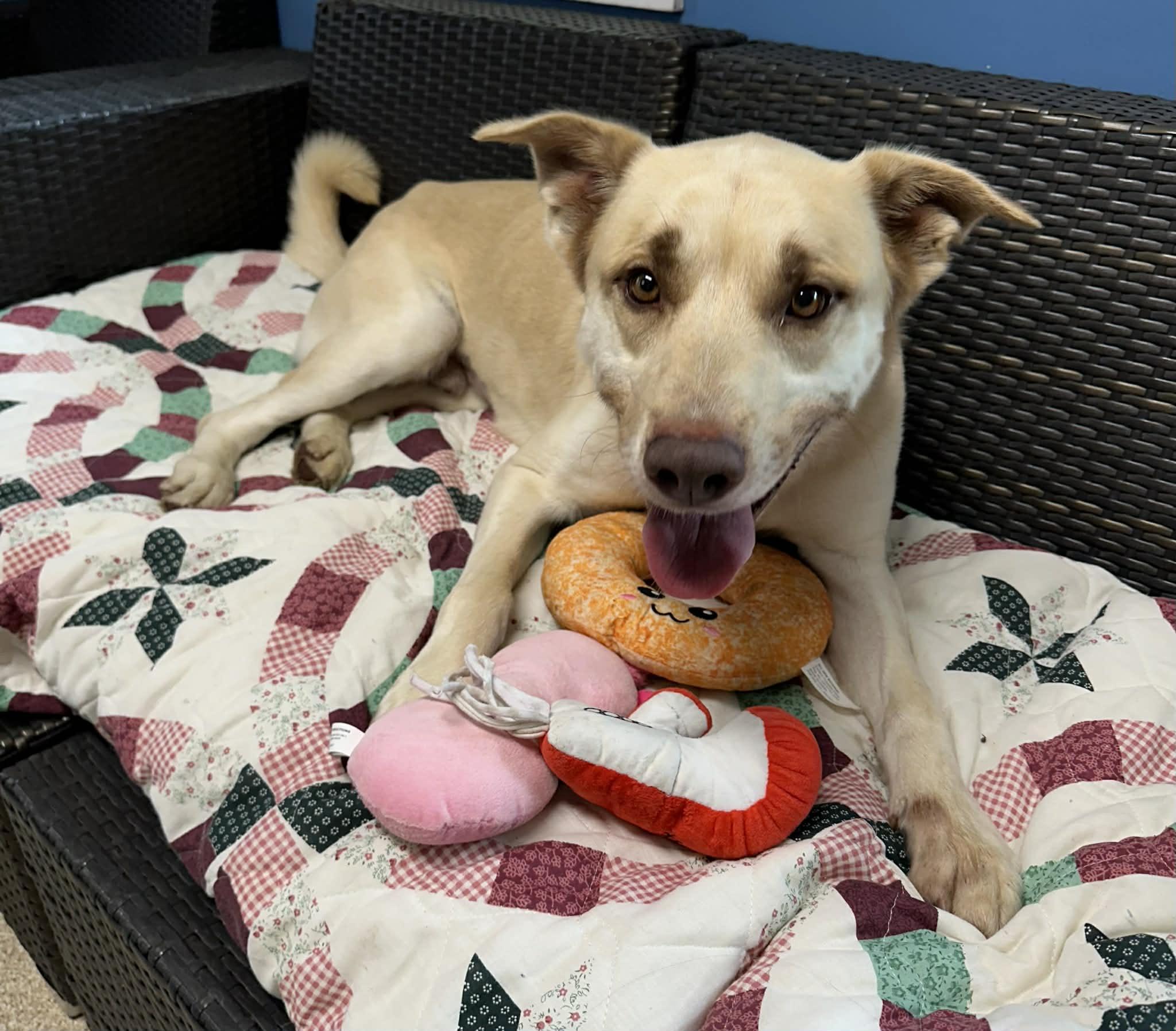 Enlarge Grits, a ADOPTABLE German Shepherd Dog in Sunderland, MD image 5/6