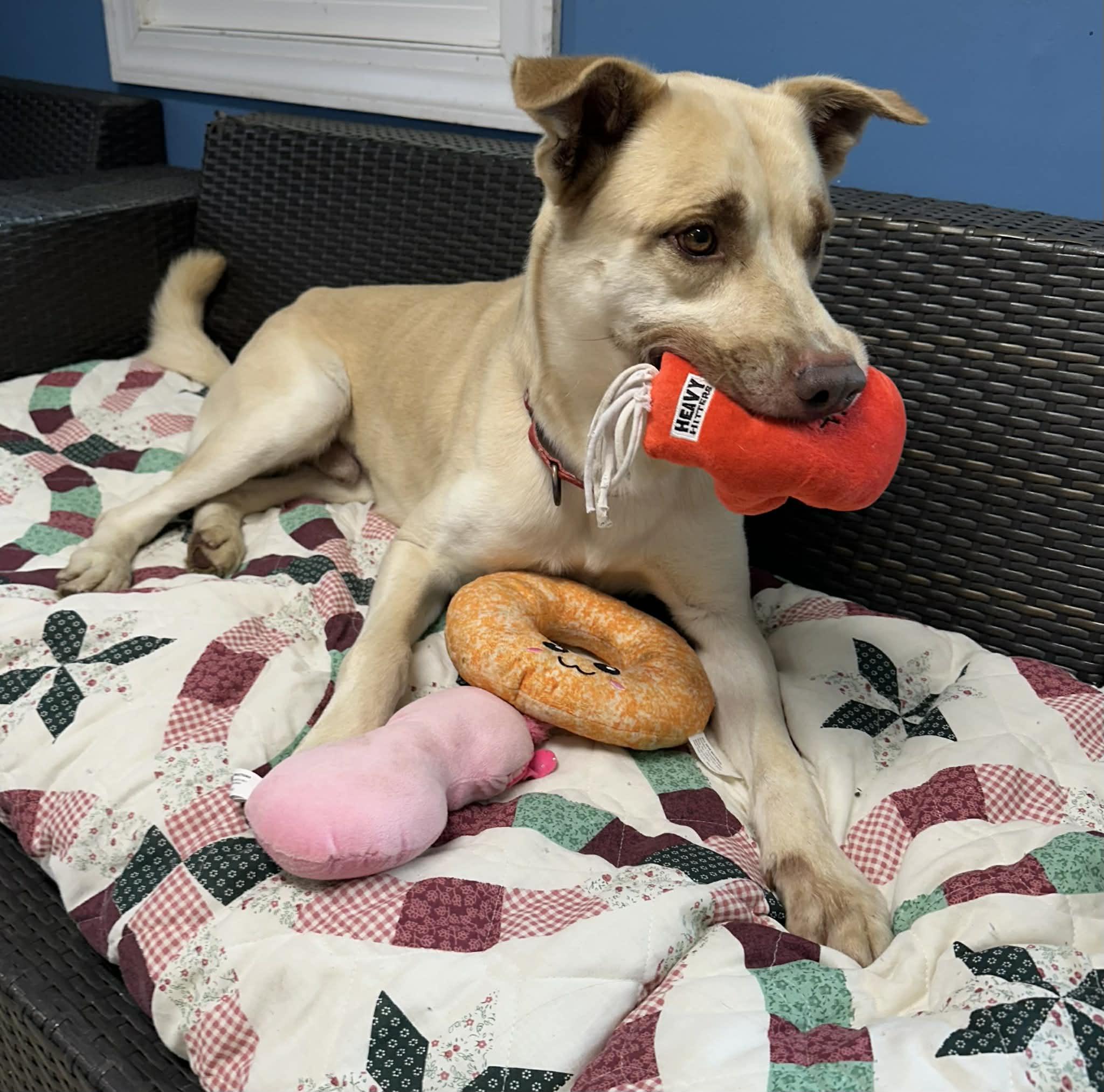 Enlarge Grits, a ADOPTABLE German Shepherd Dog in Sunderland, MD image 6/6
