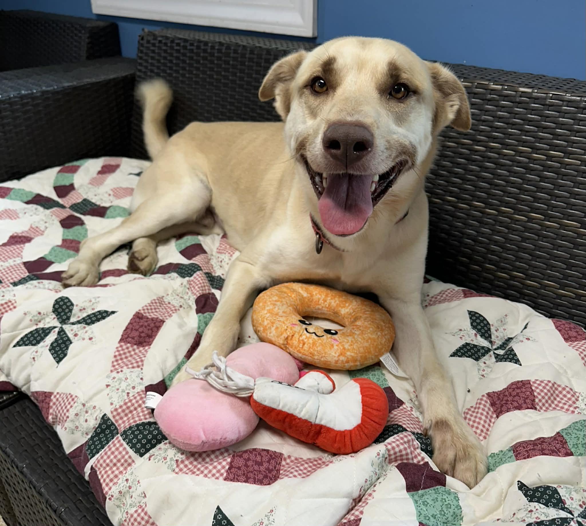 Enlarge Grits, a ADOPTABLE German Shepherd Dog in Sunderland, MD image 3/6
