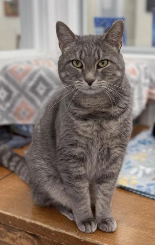Storm, Adoptable, Adult Male Domestic Short Hair.