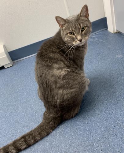 Storm, a Adoptable Domestic Short Hair in St. Johnsbury, VT image 2/3