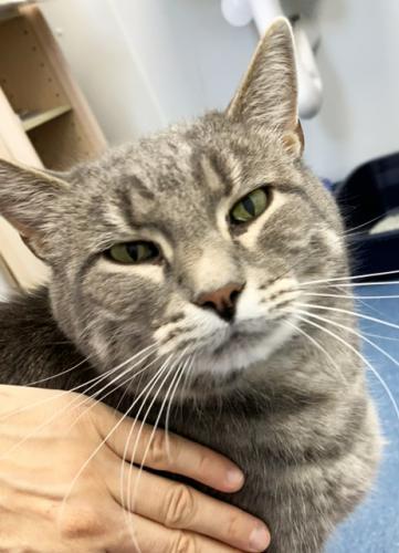 Storm, a Adoptable Domestic Short Hair in St. Johnsbury, VT image 3/3