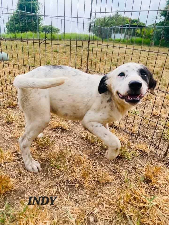 INDY, an adopted mixed breed in Villalba, PR image 2/4