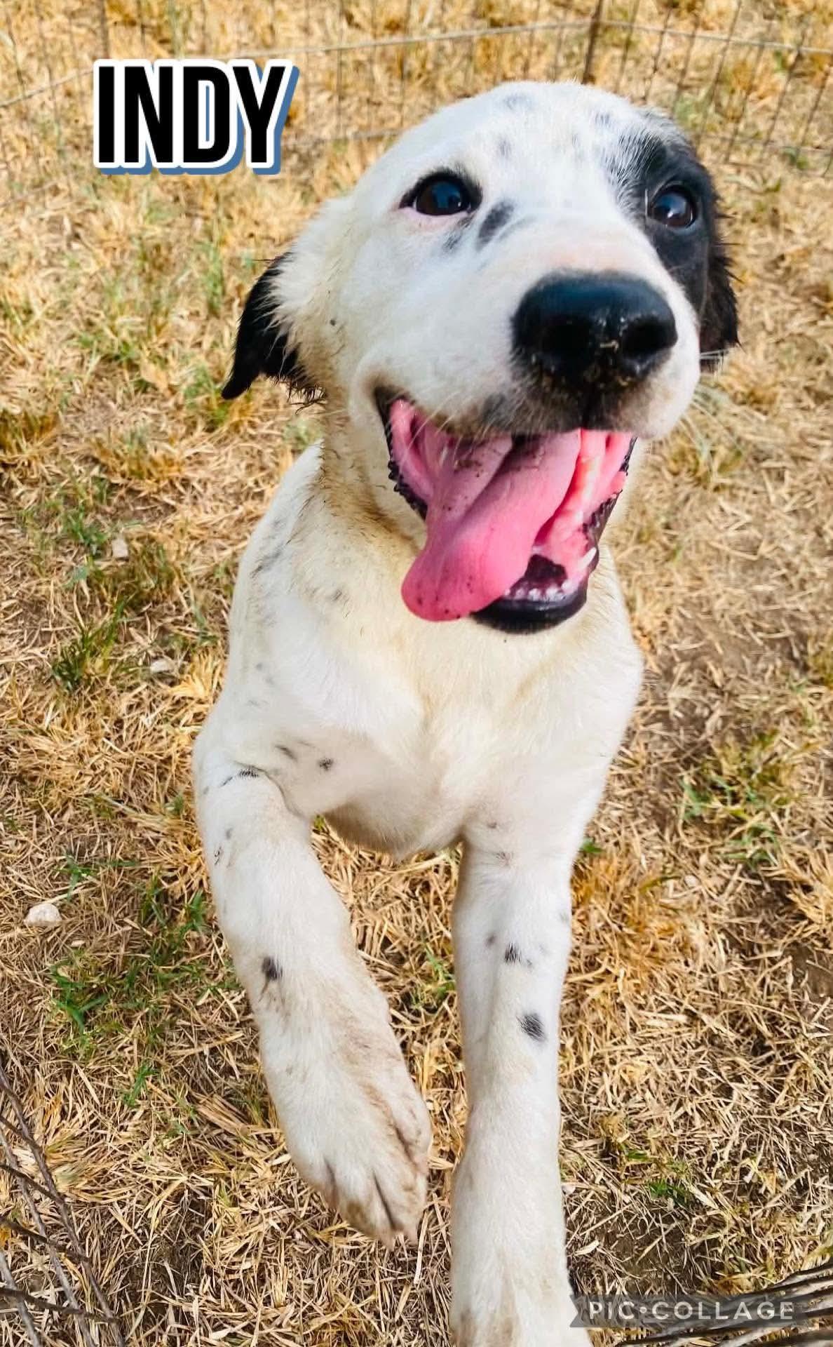 INDY, an adopted mixed breed in Villalba, PR image 4/4
