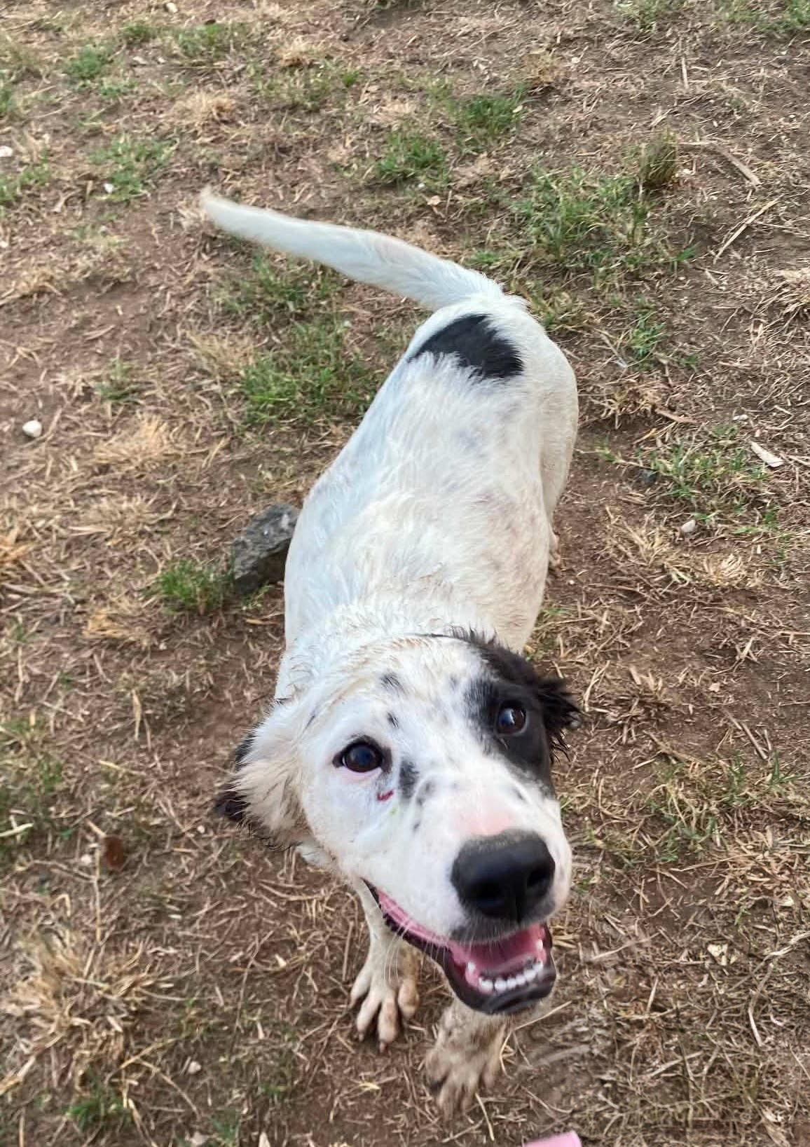 INDY, adopted, Young Female Labrador Retriever.
