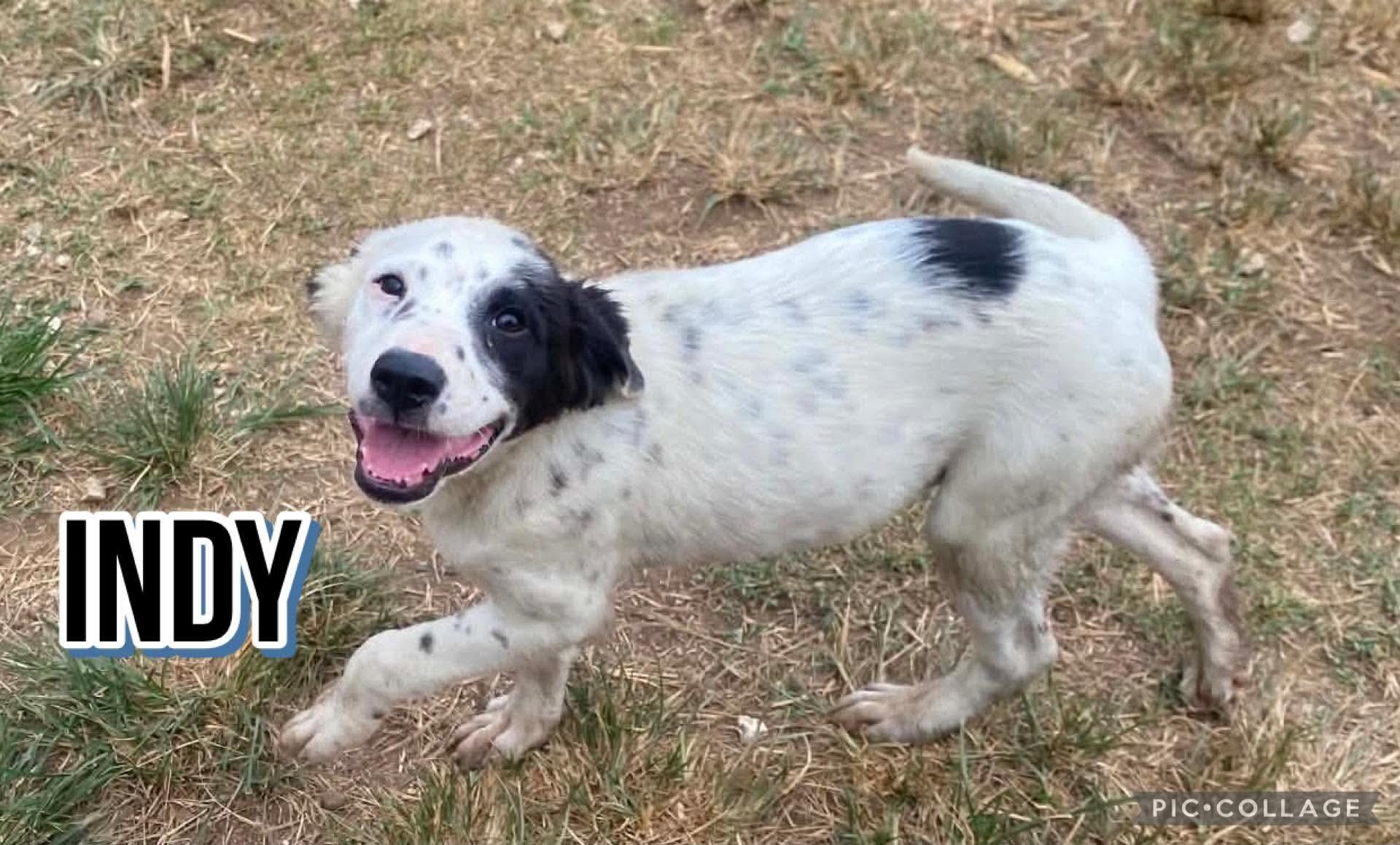 INDY, an adopted mixed breed in Villalba, PR image 3/4