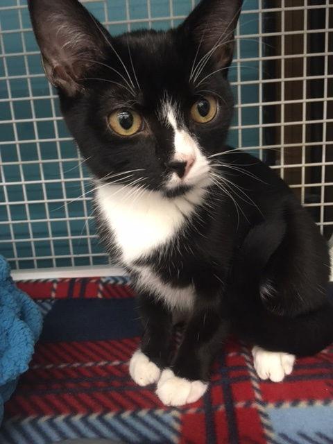 Bandit, Adoptable, Adult Male Domestic Short Hair.