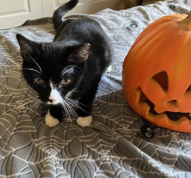 Enlarge Bandit, a Adoptable Domestic Short Hair in Land O Lakes, FL image 2/3