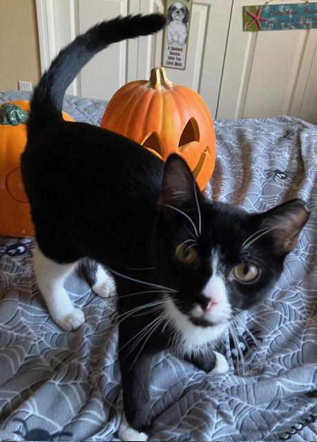 Enlarge Bandit, a Adoptable Domestic Short Hair in Land O Lakes, FL image 3/3