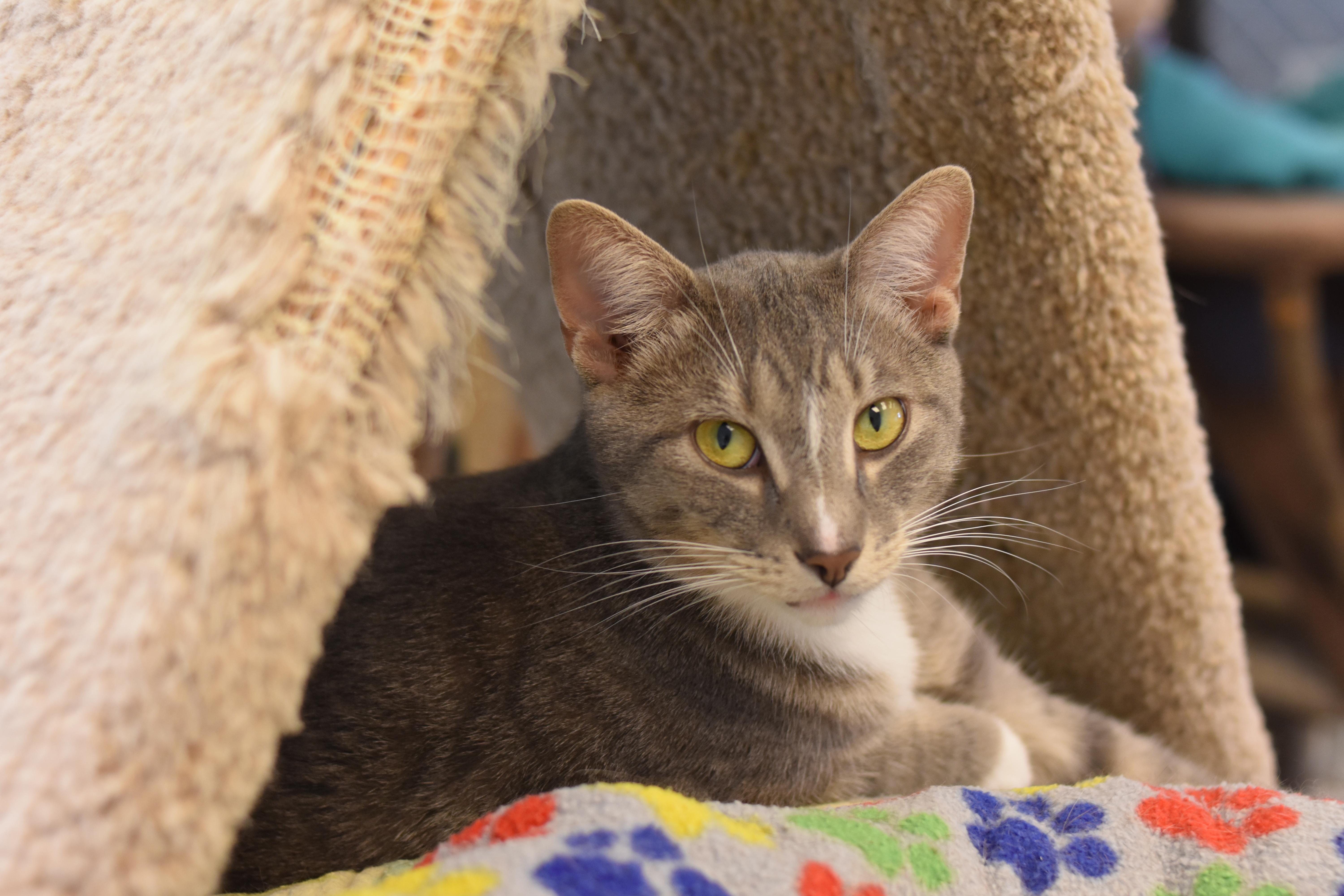 Sutton (Polydactyl), a Adoptable Extra-Toes Cat / Hemingway Polydactyl image 1/6