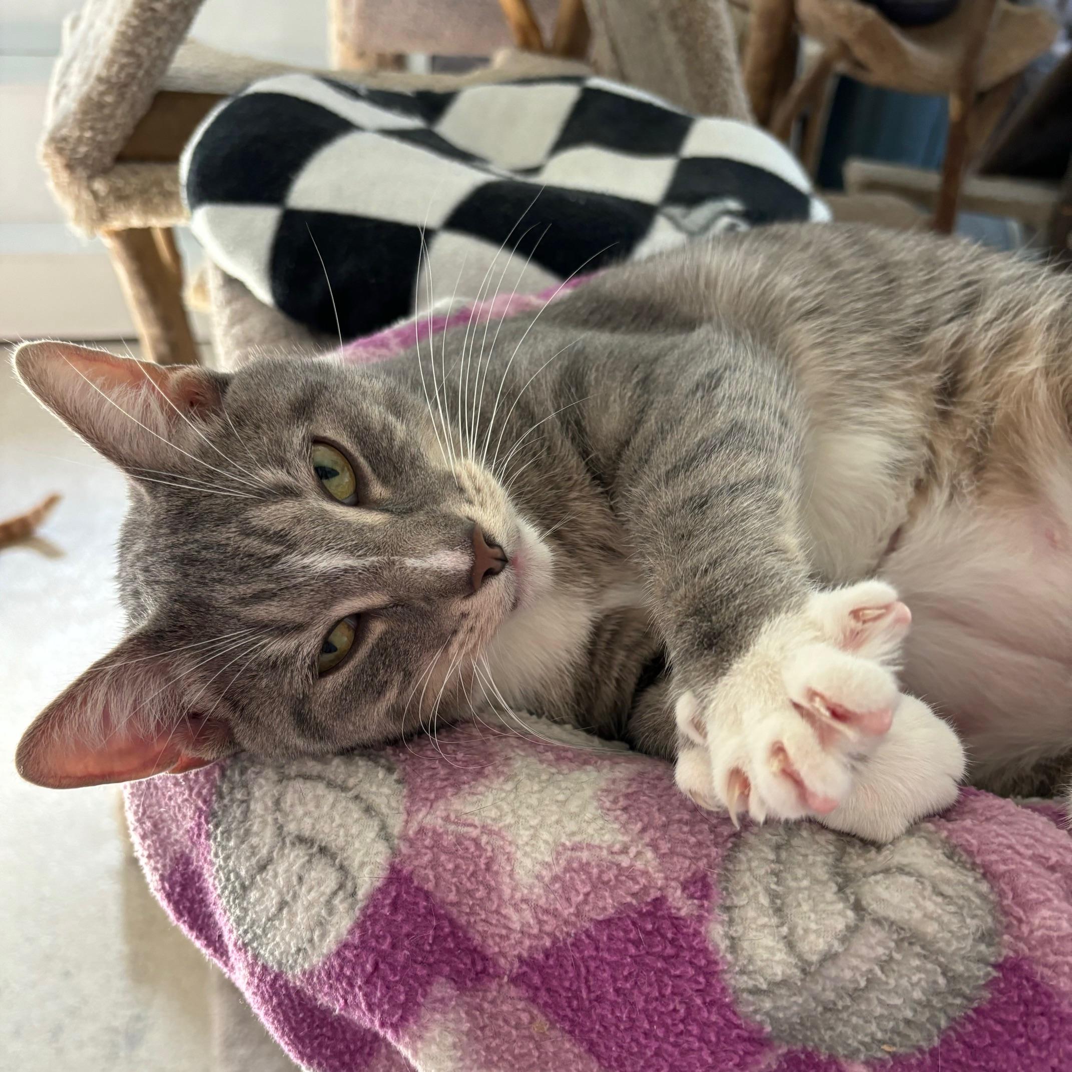 Enlarge Sutton (Polydactyl), a Adoptable Extra-Toes Cat / Hemingway Polydactyl in Cincinnati, OH image 3/6