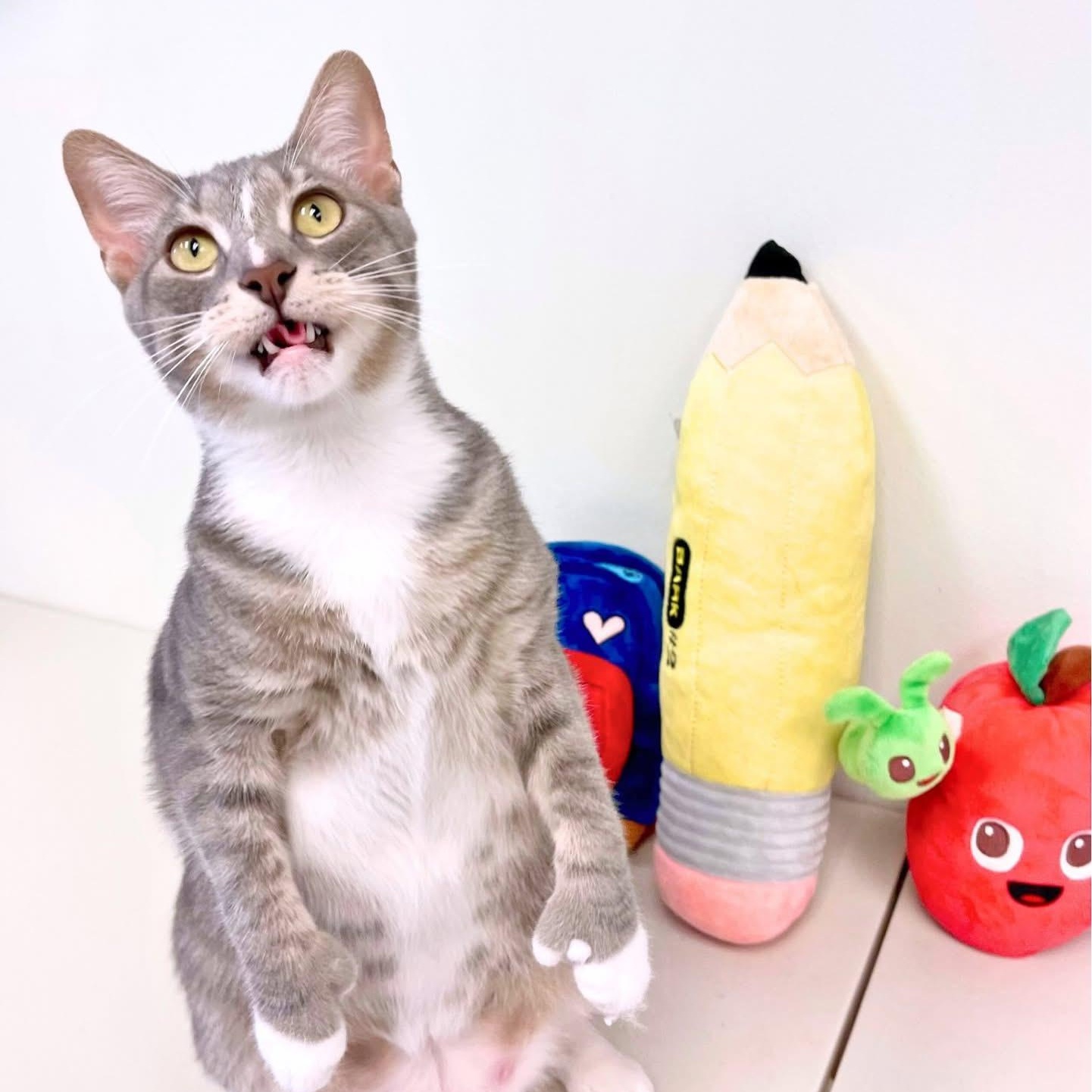 Sutton (Polydactyl)