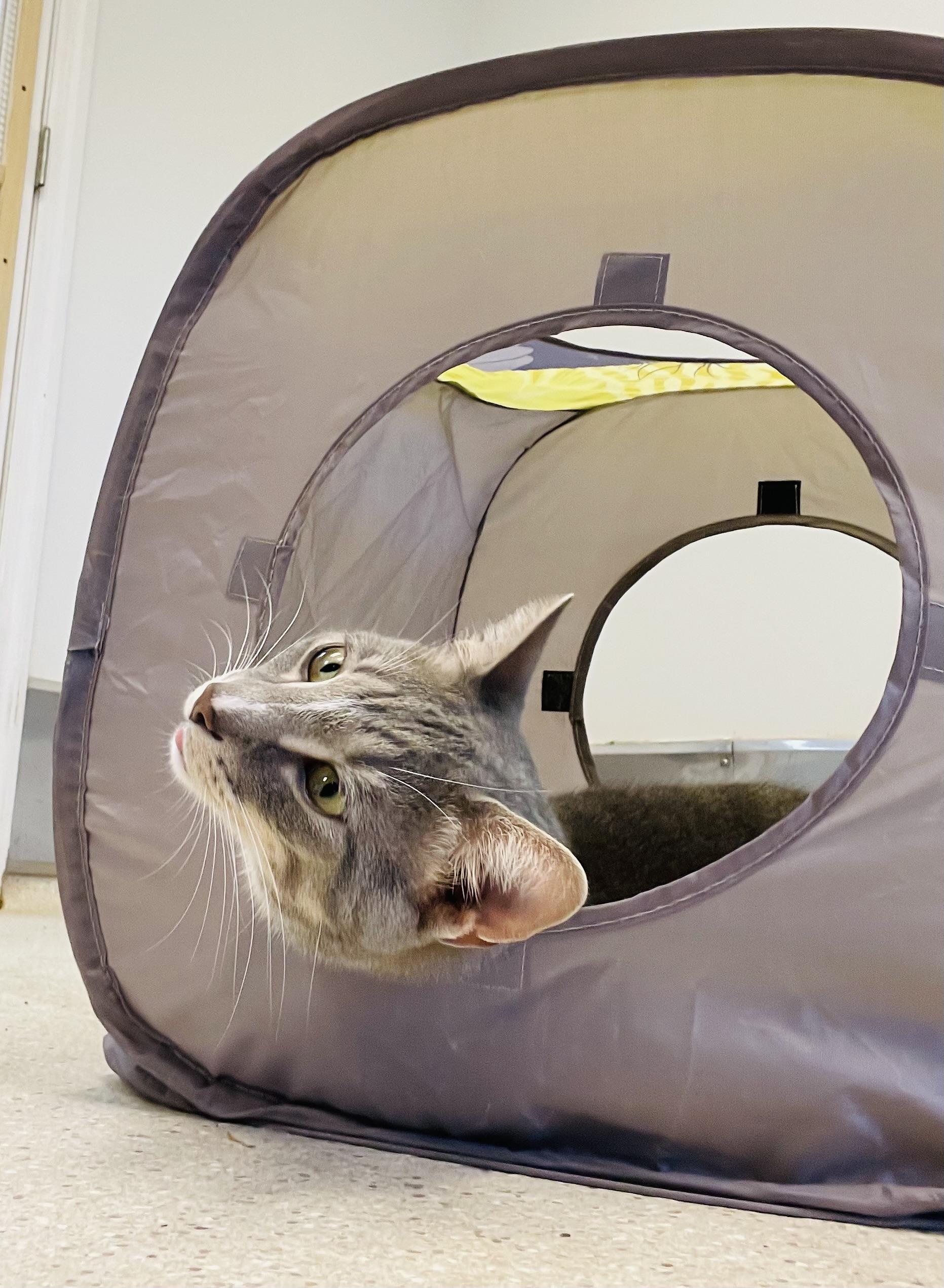 Sutton (Polydactyl), a Adoptable Extra-Toes Cat / Hemingway Polydactyl image 5/6