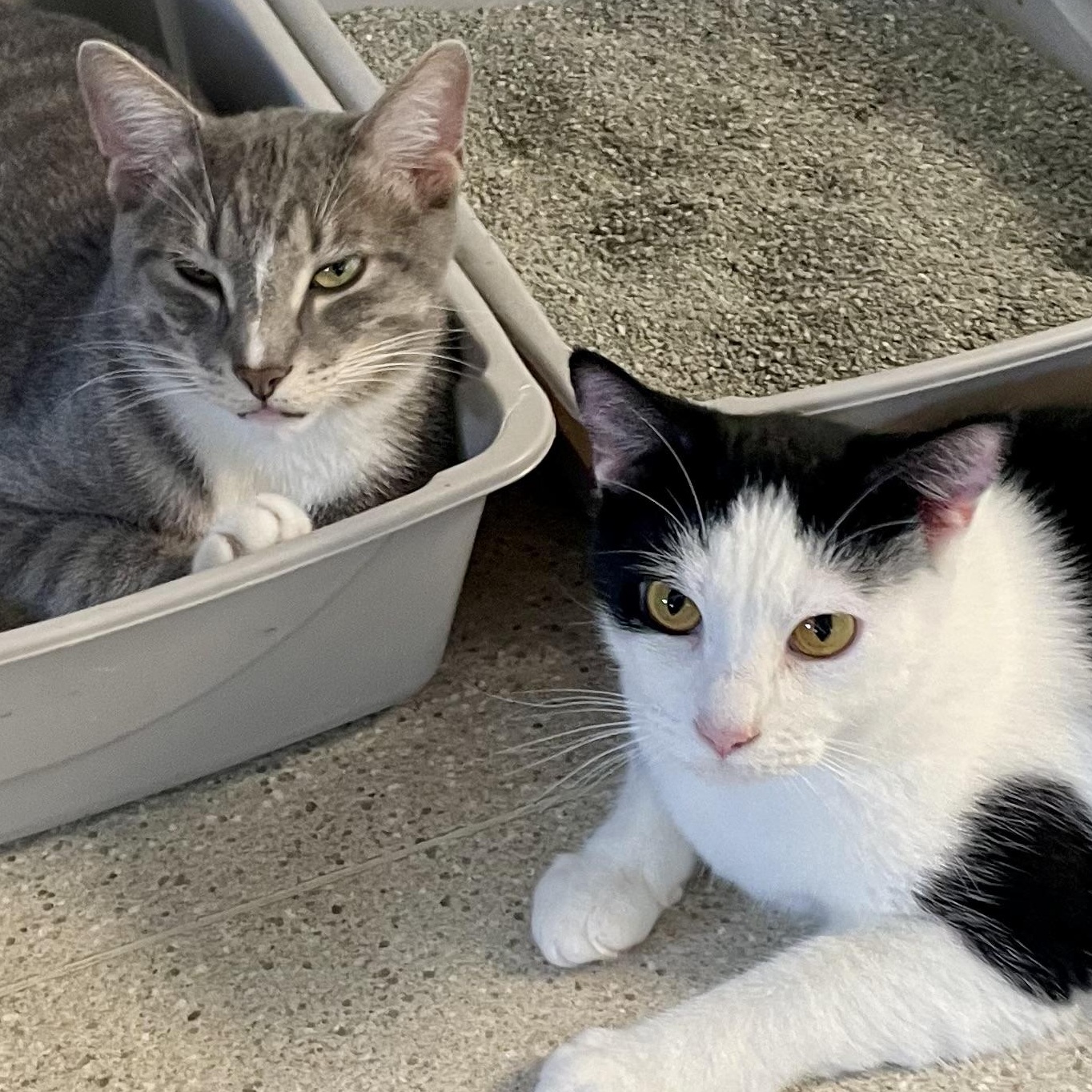 Sutton (Polydactyl) — thumbnail 4