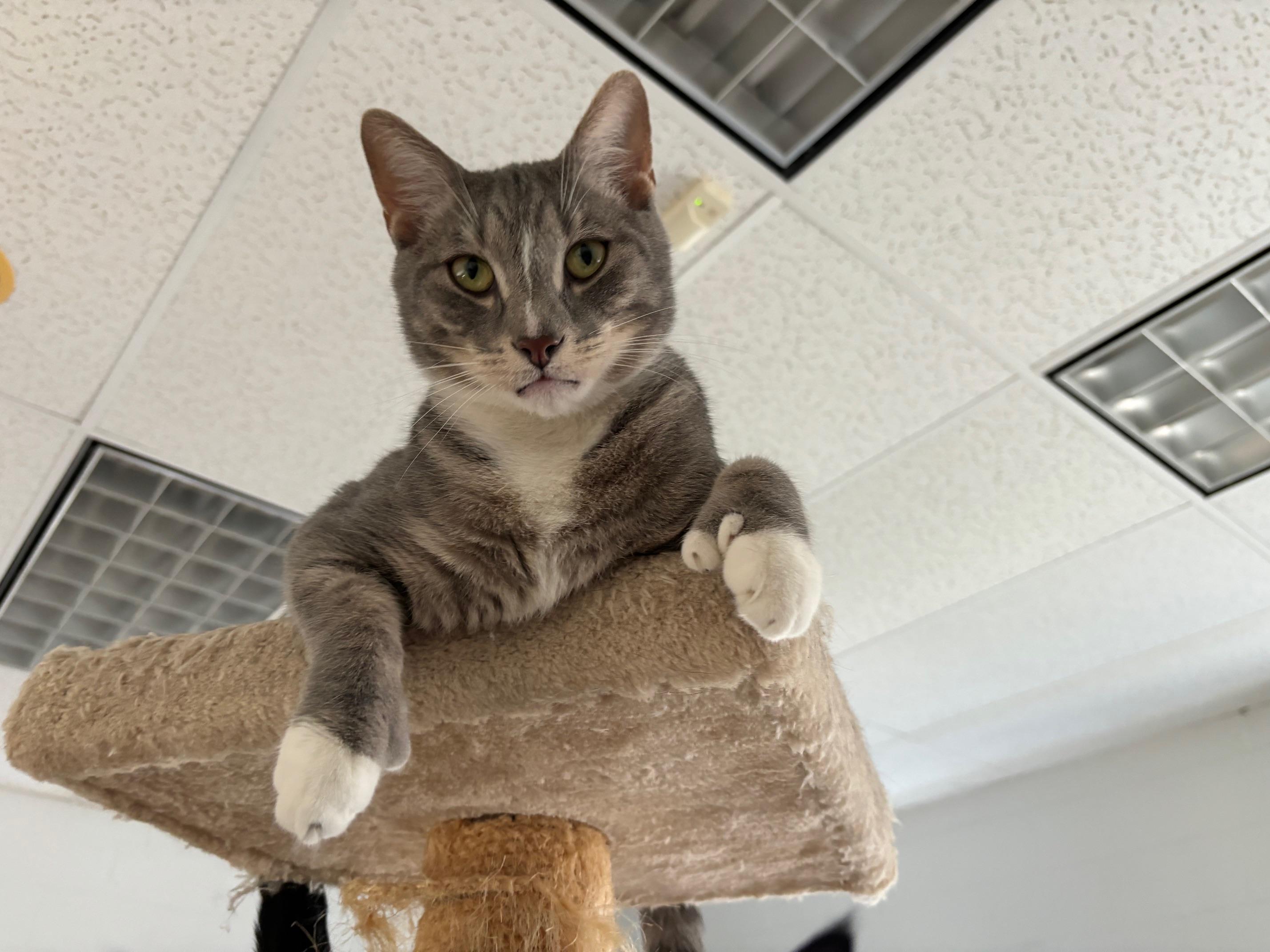 Sutton (Polydactyl), Adoptable, Young Male Extra-Toes Cat / Hemingway Polydactyl.