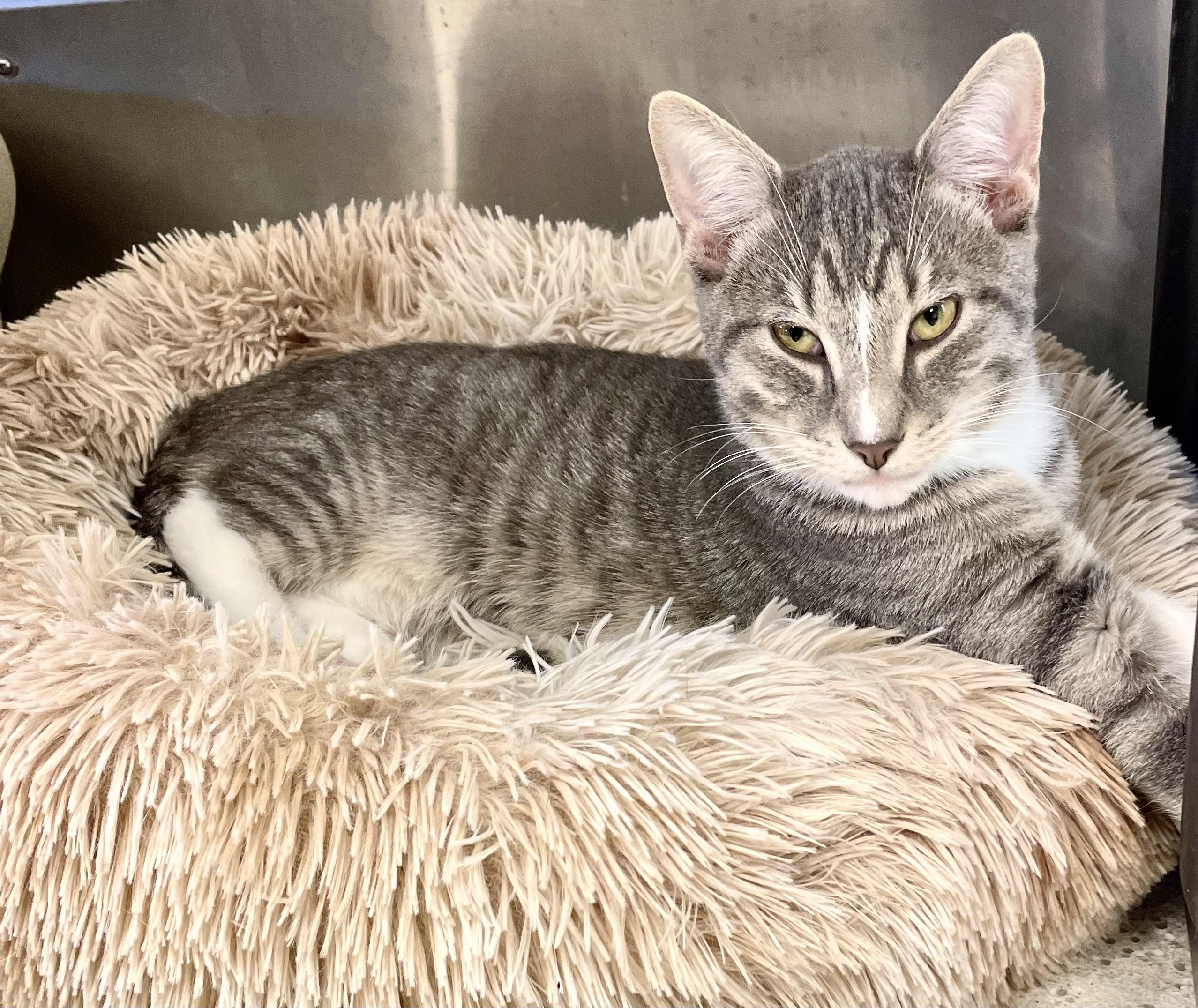 Sutton (Polydactyl), Adoptable, Young Male Extra-Toes Cat / Hemingway Polydactyl.