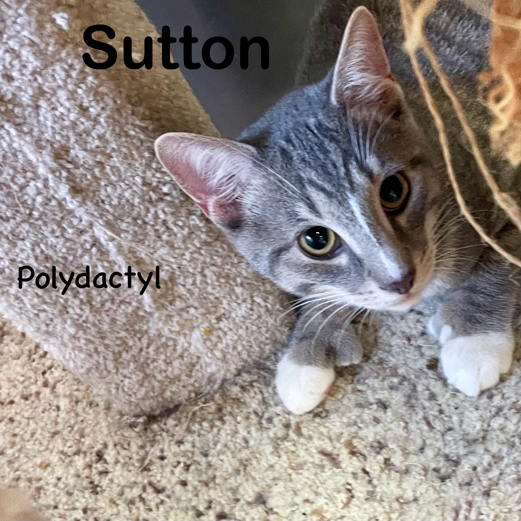 Sutton (Polydactyl), a Adoptable Extra-Toes Cat / Hemingway Polydactyl image 4/6