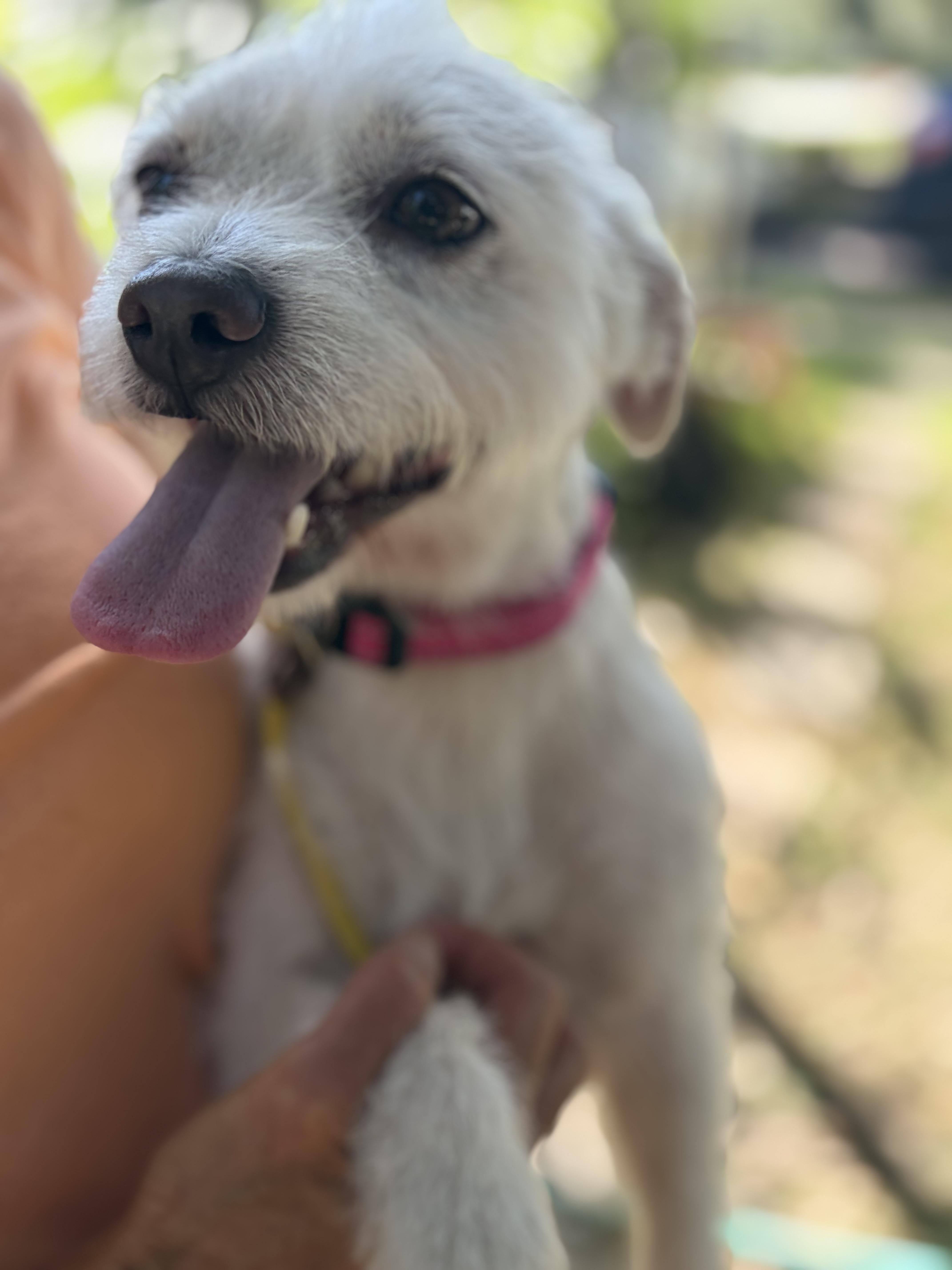 Joey aka Jo Jo, Adoptable, Young Male Norfolk Terrier & West Highland White Terrier / Westie.