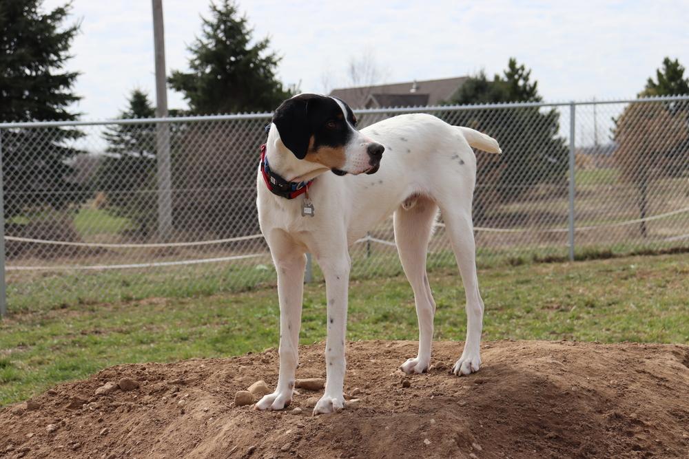 Enlarge Available for Adoption - Beemer (MI, USA), a Adoptable mixed breed in Oak Park, IL image 1/5