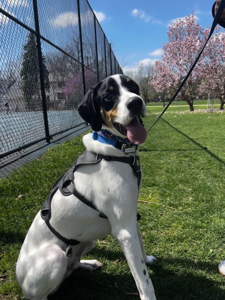 Enlarge Available for Adoption - Beemer (MI, USA), a Adoptable mixed breed in Oak Park, IL image 2/5