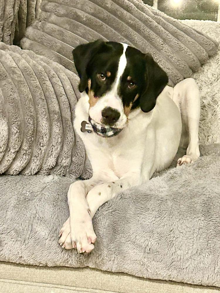 Available for Adoption - Beemer (IL, USA), a Adoptable mixed breed in Oak Park, IL image 3/6