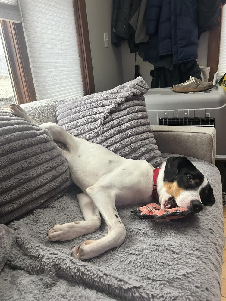 Available for Adoption - Beemer (IL, USA), a Adoptable mixed breed in Oak Park, IL image 1/6