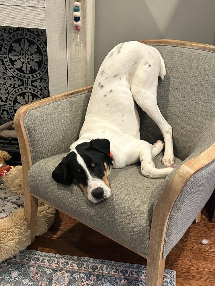 Available for Adoption - Beemer (IL, USA), a Adoptable mixed breed in Oak Park, IL image 2/6