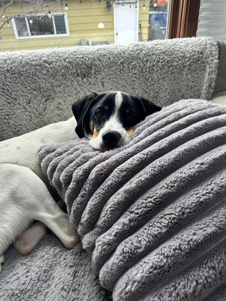 Available for Adoption - Beemer (IL, USA), a Adoptable mixed breed in Oak Park, IL image 4/6